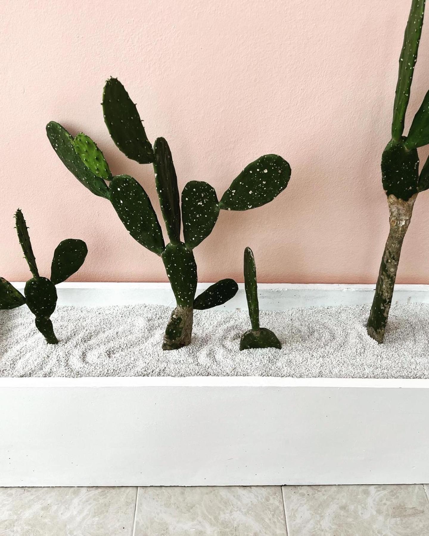 Appartamento Casa Cactus Amphoe Koksamui Esterno foto